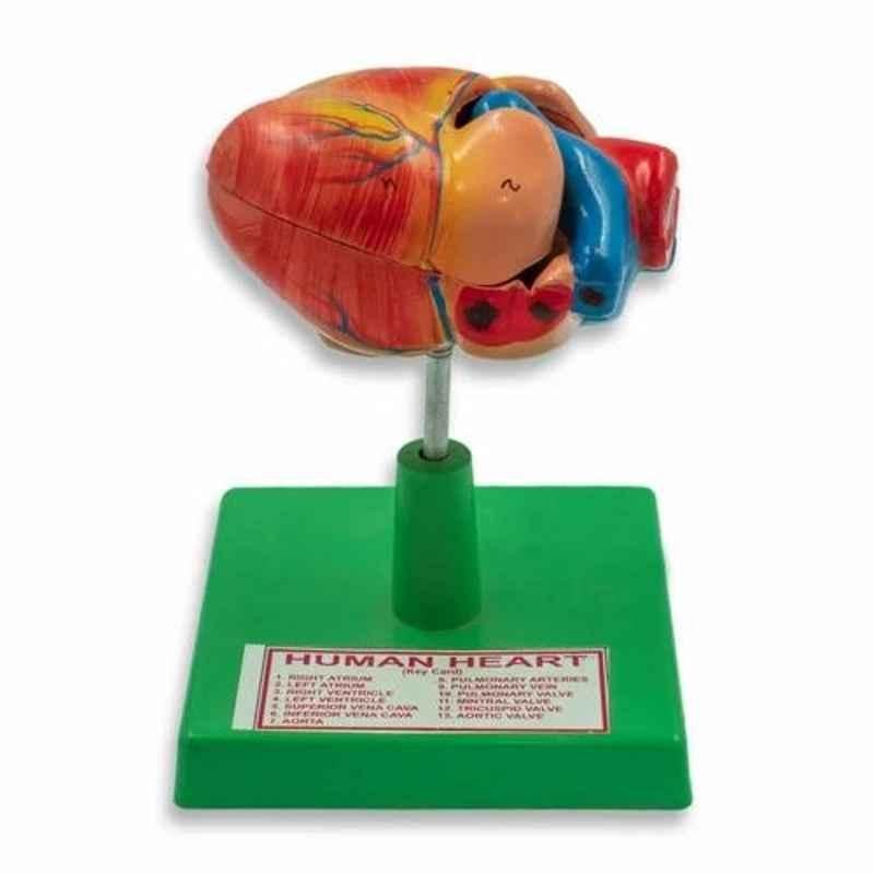 Labcare Polyfiber Resin Human Heart Disectable Model, LB-HHM1