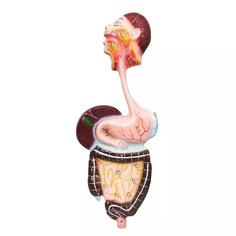 Labcare PVC Multicolour Educational Human Digestive System Model, LB-DS7
