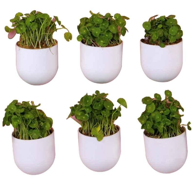 Blume Bubble 5.7 inch Plastic White Hanging Planter, BBS-WT-6 (Pack of 6)