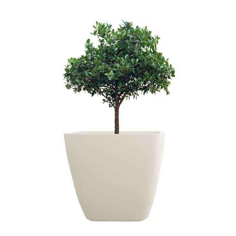 Yuccabe Italia 10 Inch Square Pleasant White Hybrid Polymer Planter, YUCCABE-ASA101010